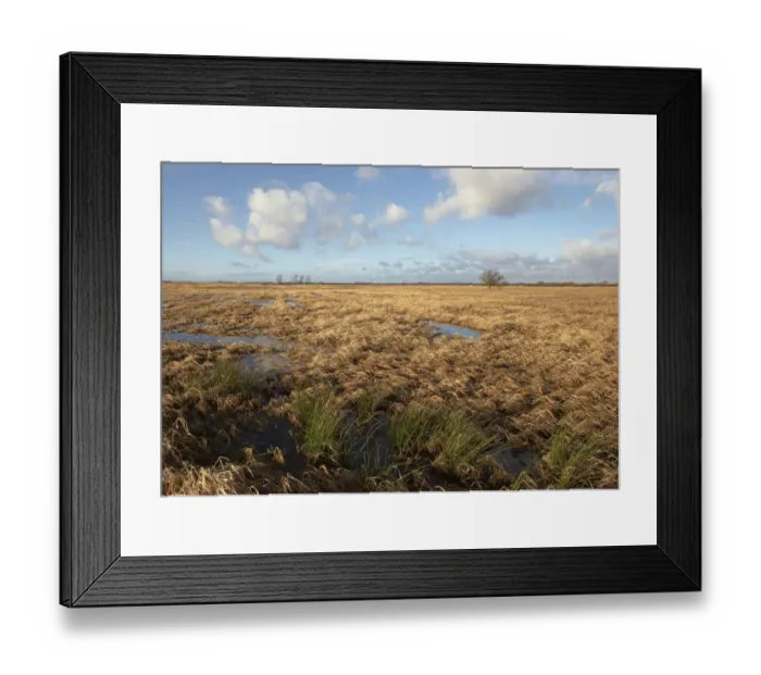 Framed Print : Flooded meadows, Wuemmewiesen nature reserve, Bremen, Germany, Europe Framed Print : Flooded meadows, Wuemmewiesen nature reserve, Bremen, Germany, Europe
