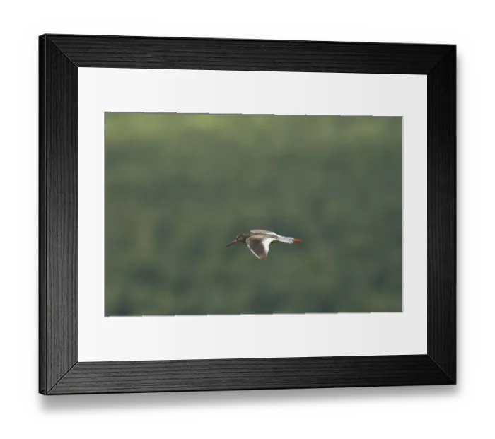 Framed Print : Redshank (Tringa totanus) in flight, Lofoten, Norway, Scandinavia, Europe Framed Print : Redshank (Tringa totanus) in flight, Lofoten, Norway, Scandinavia, Europe