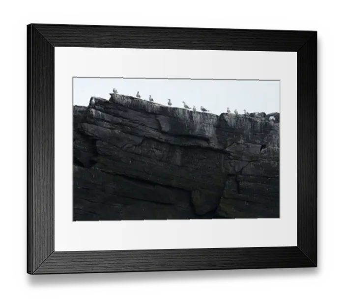 Framed Print : Seagulls on rocks, MoskenesAzAŝy, Lofoten, Norway, Scandinavia, Europe Framed Print : Seagulls on rocks, MoskenesAzAŝy, Lofoten, Norway, Scandinavia, Europe