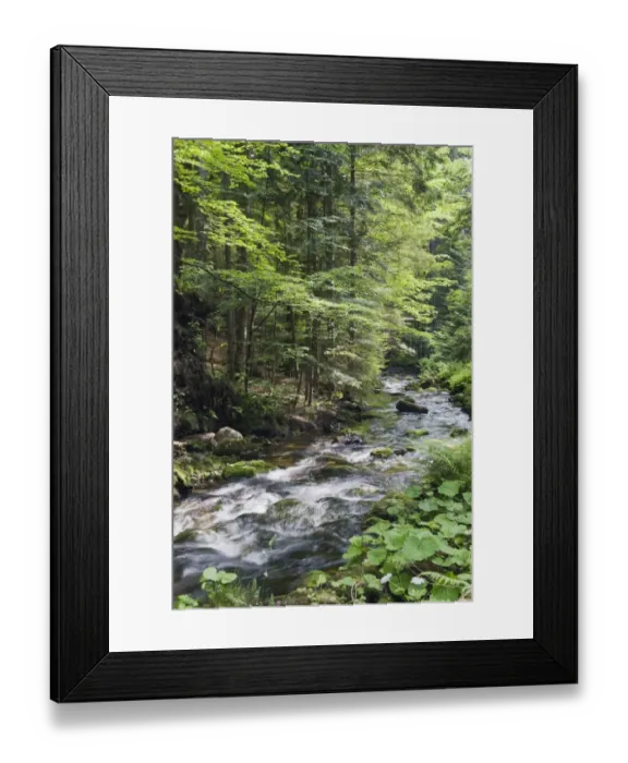 Framed Print : Kleine Ohe forest creek near Waldhaeuser in the Bavarian Forest National Park, Lower Bavaria, Bavaria, Germany, Europe