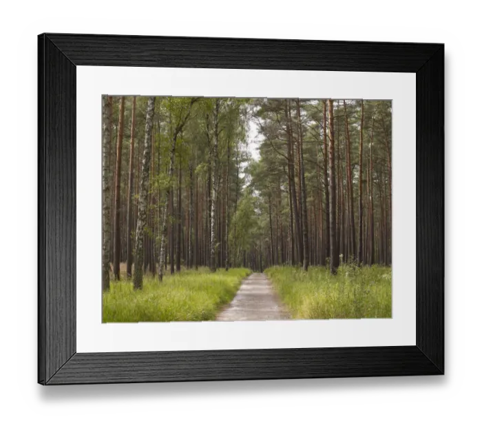 Framed Print : Woodland with conifers and birch trees, Mueritz National Park, Mecklenburg Lake District, Mecklenburg-Western Pomerania, Germany, Europe Framed Print : Woodland with conifers and birch trees, Mueritz National Park, Mecklenburg Lake District, Mecklenburg-Western Pomerania, Germany, Europe
