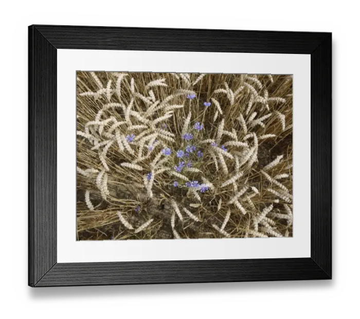 Framed Print : Blue cornflowers growing in a cornfield Framed Print : Blue cornflowers growing in a cornfield