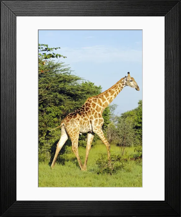 Framed Print : Giraffe (Giraffa camelopardalis), Moremi National Park, Okavango Delta, Botswana, Africa Framed Print : Giraffe (Giraffa camelopardalis), Moremi National Park, Okavango Delta, Botswana, Africa