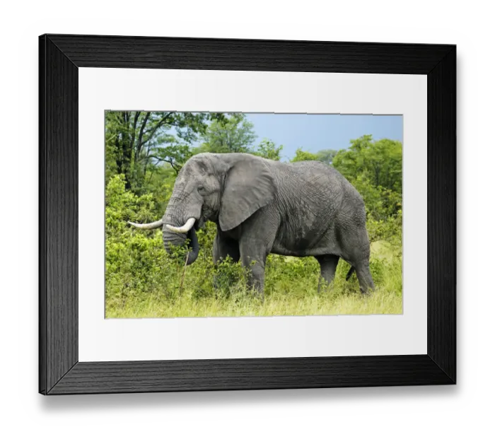 Framed Print : African Bush Elephant (Loxodonta africana) during feeding, near the Khwai River, Okavango Delta, Botswana, Africa Framed Print : African Bush Elephant (Loxodonta africana) during feeding, near the Khwai River, Okavango Delta, Botswana, Africa