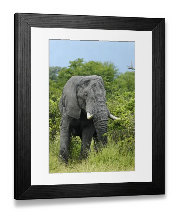 Framed Print : African Bush Elephant (Loxodonta africana) during feeding, near the Khwai River, Okavango Delta, Botswana, Africa Framed Print : African Bush Elephant (Loxodonta africana) during feeding, near the Khwai River, Okavango Delta, Botswana, Africa