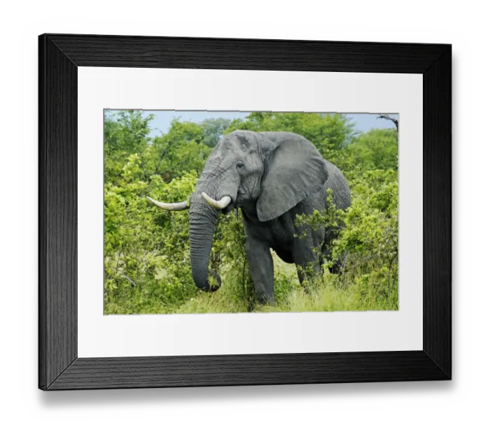 Framed Print : African Bush Elephant (Loxodonta africana) during feeding, near the Khwai River, Okavango Delta, Botswana, Africa Framed Print : African Bush Elephant (Loxodonta africana) during feeding, near the Khwai River, Okavango Delta, Botswana, Africa