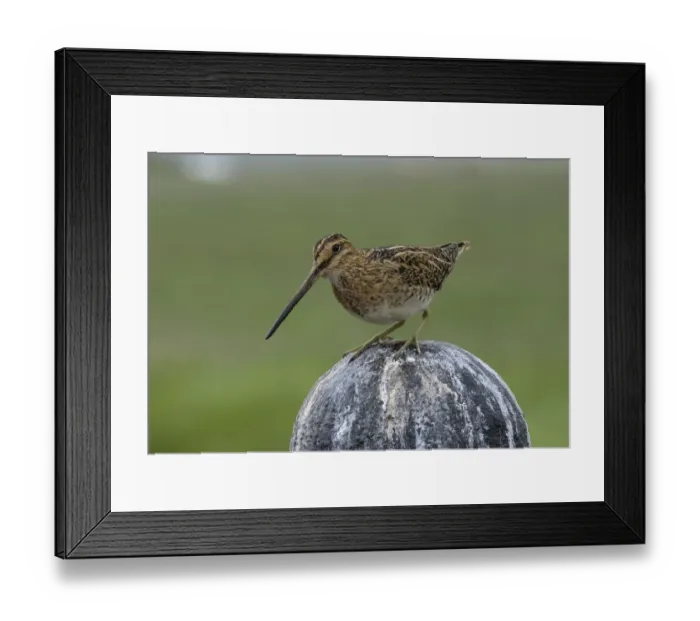 Framed Print : Common Snipe (Gallinago gallinago), Iceland, Europe Framed Print : Common Snipe (Gallinago gallinago), Iceland, Europe