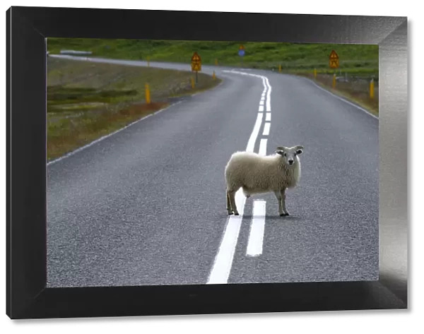 Sheep standing in the middle of a road, Iceland, Europe
