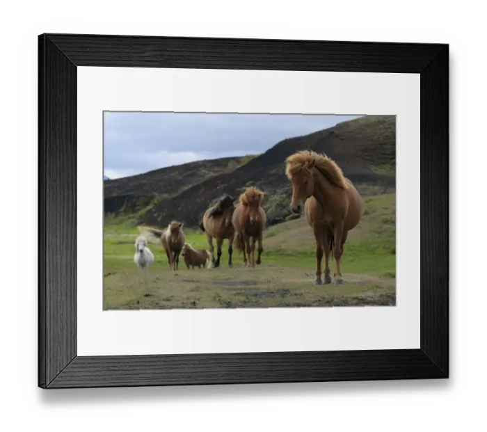 Framed Print : Icelandic horses, Iceland, Europe Framed Print : Icelandic horses, Iceland, Europe