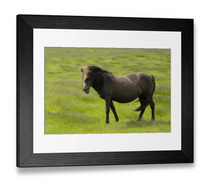 Framed Print : Icelandic horse, Iceland, Europe Framed Print : Icelandic horse, Iceland, Europe