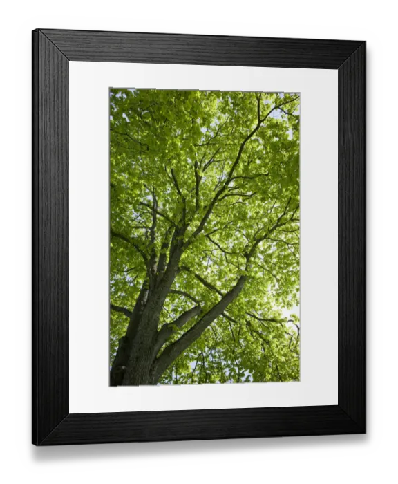 Framed Print : View towards the foliage of a sun-drenched Oak (Quercus), Trondheim, Norway, Scandinavia, Europe Framed Print : View towards the foliage of a sun-drenched Oak (Quercus), Trondheim, Norway, Scandinavia, Europe