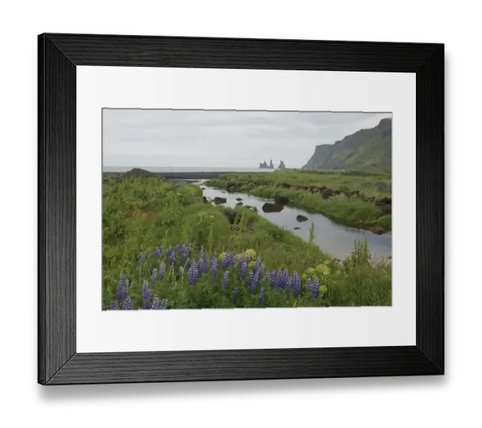 Framed Print : Purple Lupines (Lupinus) alongside a river on the coast, Vik, Iceland, Europe Framed Print : Purple Lupines (Lupinus) alongside a river on the coast, Vik, Iceland, Europe