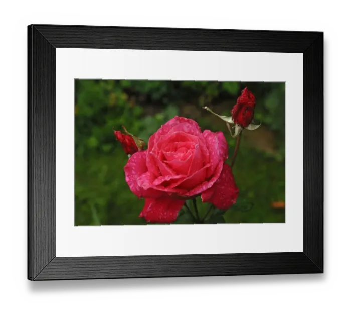 Framed Print : Rose (Rosa) Peter Frankenfeld, rose blossom with rain drops Framed Print : Rose (Rosa) Peter Frankenfeld, rose blossom with rain drops