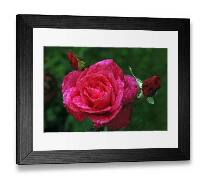 Framed Print : Rose (Rosa) Peter Frankenfeld, rose blossom with rain drops Framed Print : Rose (Rosa) Peter Frankenfeld, rose blossom with rain drops