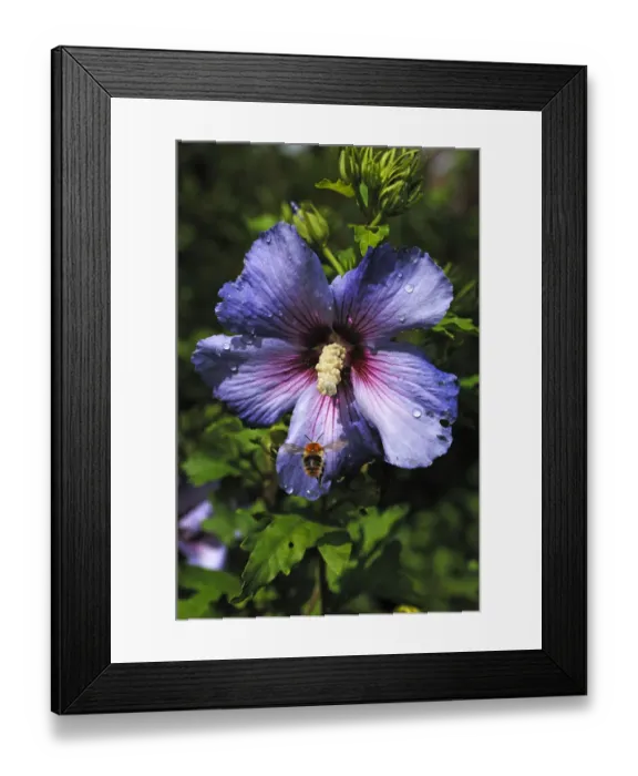 Framed Print : Honey bee (Apis) approaching a hibiscus flower (Hibiscus syriacus), with water drops Framed Print : Honey bee (Apis) approaching a hibiscus flower (Hibiscus syriacus), with water drops