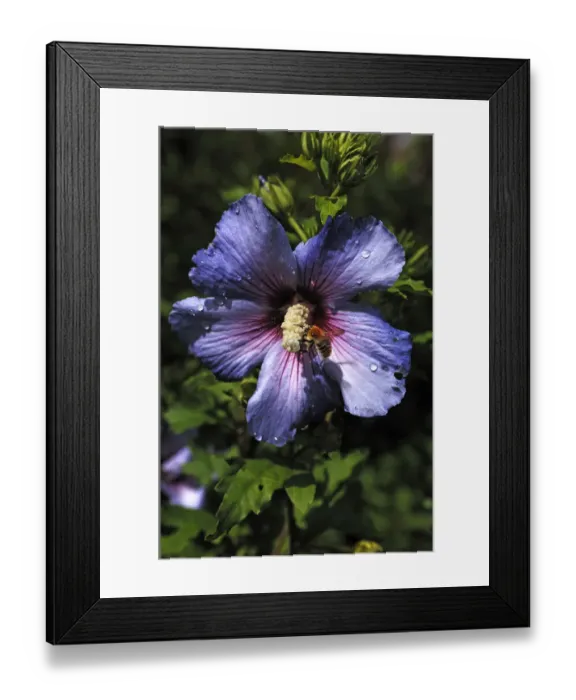 Framed Print : Honey bee (Apis) on the stamen of a hibiscus flower (Hibiscus syriacus), with water drops Framed Print : Honey bee (Apis) on the stamen of a hibiscus flower (Hibiscus syriacus), with water drops