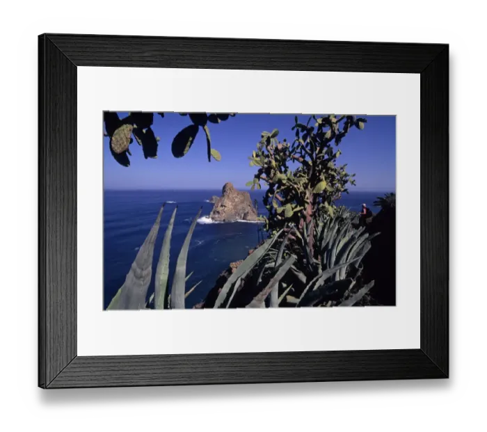 Framed Print : Female hiker standing behind Indian Fig Opuntia, Barbary Fig or Prickly Pear (Opuntia ficus-indica), Roque de Dentro at back, Tenerife, Canary Islands, Spain, Europe Framed Print : Female hiker standing behind Indian Fig Opuntia, Barbary Fig or Prickly Pear (Opuntia ficus-indica), Roque de Dentro at back, Tenerife, Canary Islands, Spain, Europe