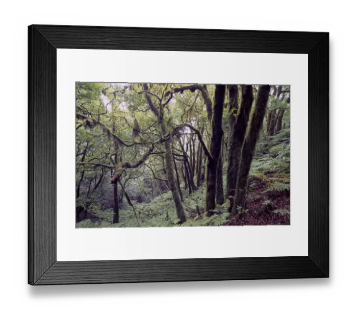 Framed Print : Laurel rain forest in the Anaga Mountains, Tenerife, Canary Islands, Spain, Europe Framed Print : Laurel rain forest in the Anaga Mountains, Tenerife, Canary Islands, Spain, Europe