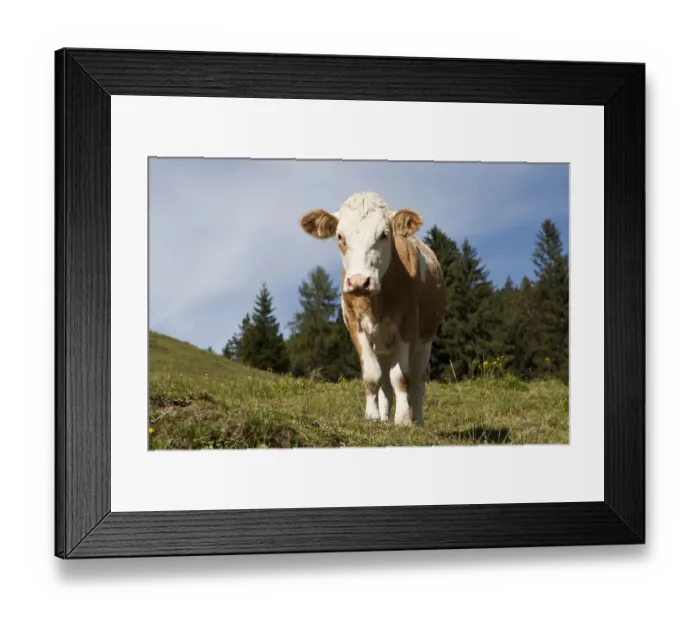 Framed Print : Cow on the Hoehlenstein-Alm mountain pasture, Langkampfen, Tyrol, Austria, Europe Framed Print : Cow on the Hoehlenstein-Alm mountain pasture, Langkampfen, Tyrol, Austria, Europe