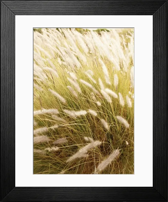Framed Print : Grasses with backlighting Framed Print : Grasses with backlighting