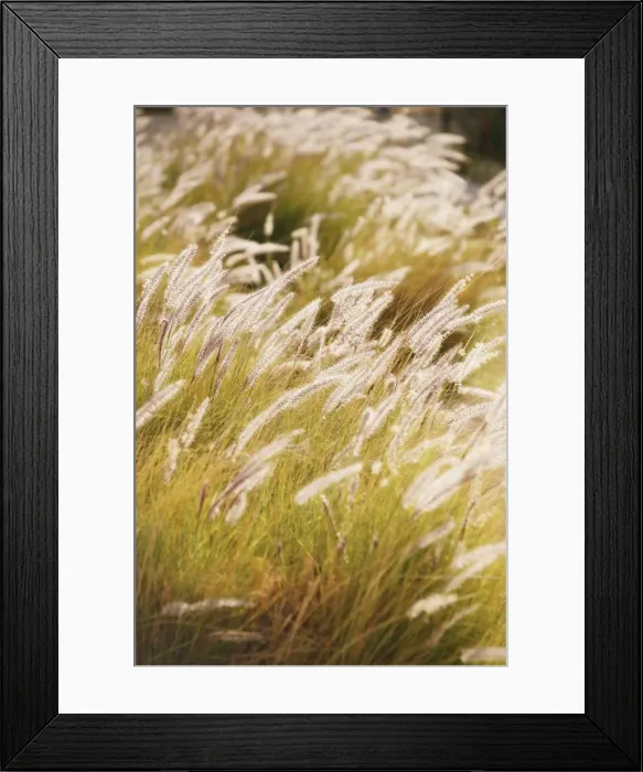 Framed Print : Grasses with backlighting Framed Print : Grasses with backlighting
