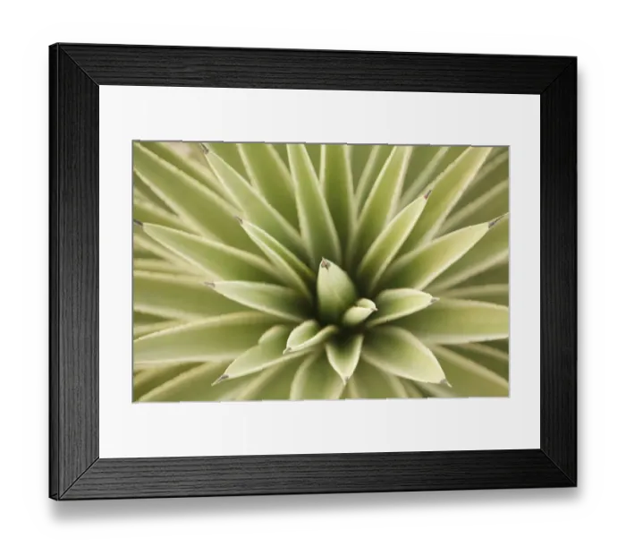 Framed Print : Agave, from above Framed Print : Agave, from above