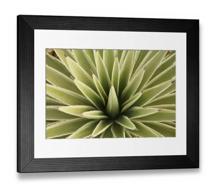 Framed Print : Agave, from above Framed Print : Agave, from above