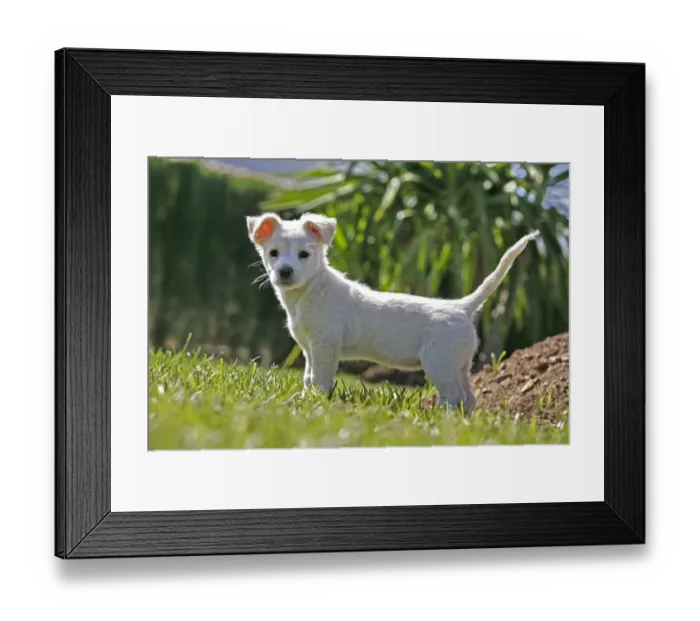 Framed Print : Labrador crossbreed pup Framed Print : Labrador crossbreed pup