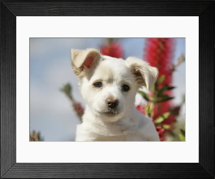 Framed Print : Labrador crossbreed pup, portrait
