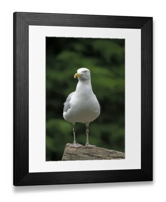 Framed Print : European herring gull (Larus argentatus) perched on a tree trunk Framed Print : European herring gull (Larus argentatus) perched on a tree trunk