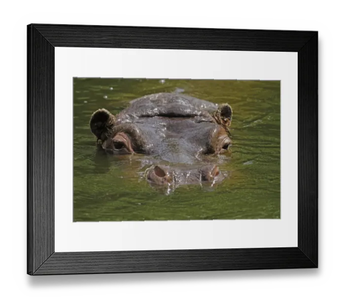 Framed Print : Hippopotamus (Hippopotamus amphibius) swimming in water