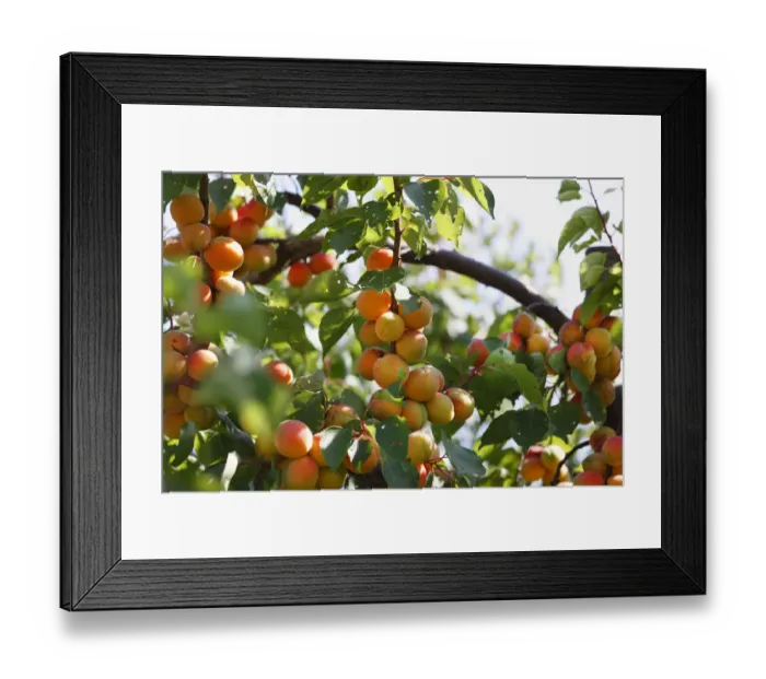 Framed Print : Ripe apricot on apricot tree (Prunus armeniaca), Wachau, Waldviertel, Lower Austria, Austria, Europe Framed Print : Ripe apricot on apricot tree (Prunus armeniaca), Wachau, Waldviertel, Lower Austria, Austria, Europe