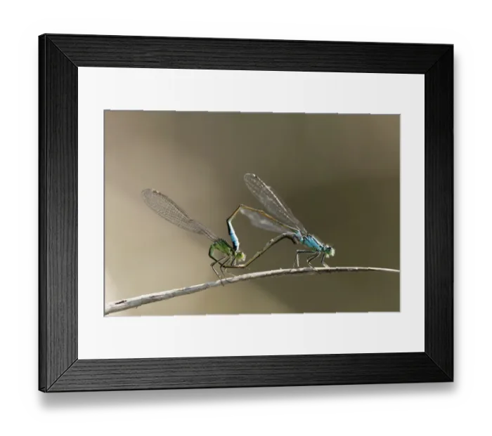 Framed Print : Mating pair of Blue-tailed Damselflies (Ischnura elegans), Bavaria, Germany, Europe Framed Print : Mating pair of Blue-tailed Damselflies (Ischnura elegans), Bavaria, Germany, Europe