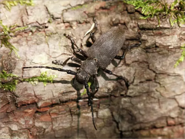 Longhorn Beetle (Lamia textor), Upper Bavaria, Bavaria, Germany, Europe