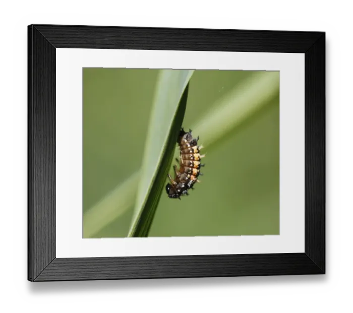 Framed Print : Beetle larva before pupation, Asian Ladybug (Harmonia axyridis), Upper Bavaria, Bavaria, Germany, Europe Framed Print : Beetle larva before pupation, Asian Ladybug (Harmonia axyridis), Upper Bavaria, Bavaria, Germany, Europe