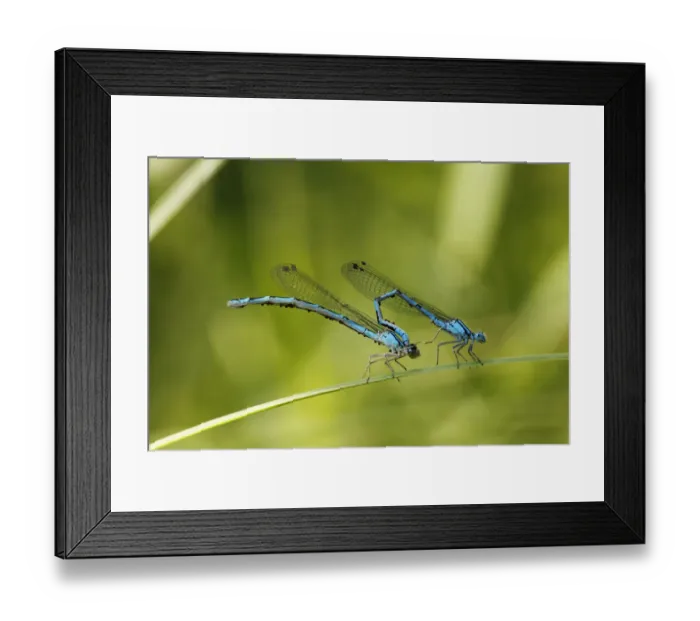 Framed Print : Pairing of Common Blue Damselflies (Enallagma cyathigerum) with parasitic mites, Bavaria, Germany, Europe Framed Print : Pairing of Common Blue Damselflies (Enallagma cyathigerum) with parasitic mites, Bavaria, Germany, Europe