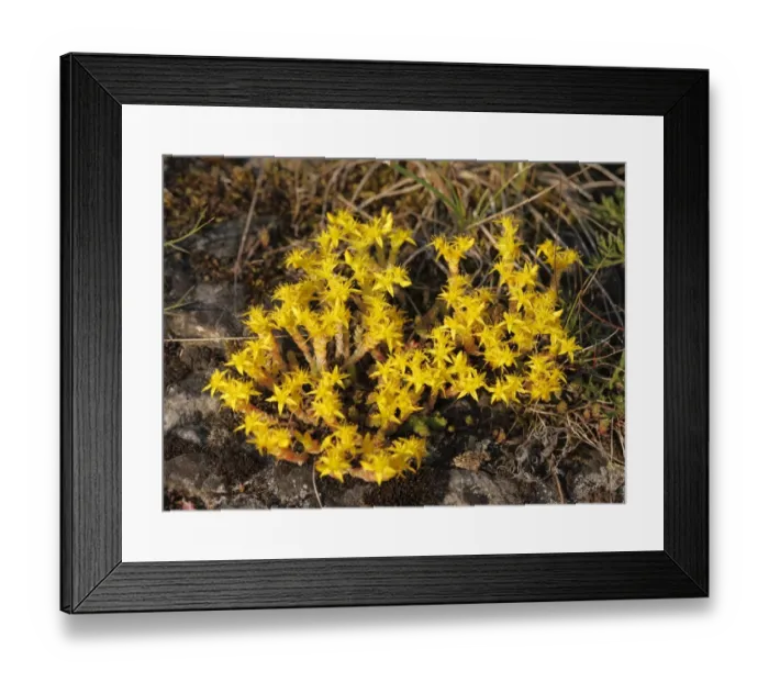 Framed Print : Biting Stonecrop or Goldmoss Stonecrop (Sedum acre), Bavaria, Germany, Europe Framed Print : Biting Stonecrop or Goldmoss Stonecrop (Sedum acre), Bavaria, Germany, Europe