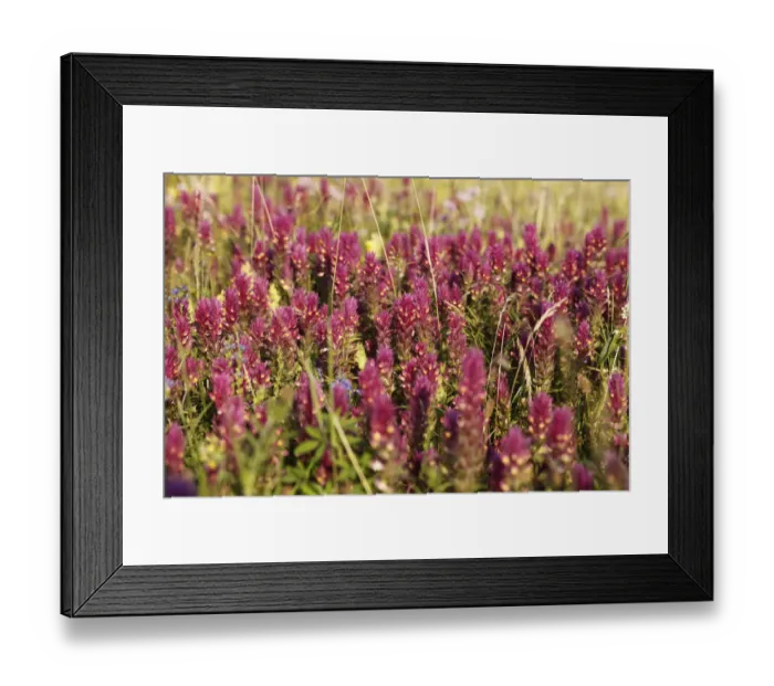 Framed Print : Field Cow-Wheat (Melampyrum arvense), Bavaria, Germany, Europe Framed Print : Field Cow-Wheat (Melampyrum arvense), Bavaria, Germany, Europe