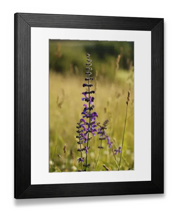 Framed Print : Meadow Clary (Salvia pratensis), Bavaria, Germany, Europe Framed Print : Meadow Clary (Salvia pratensis), Bavaria, Germany, Europe
