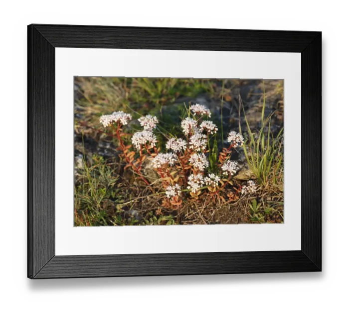 Framed Print : White Stonecrop (Sedum album), Bavaria, Germany, Europe Framed Print : White Stonecrop (Sedum album), Bavaria, Germany, Europe