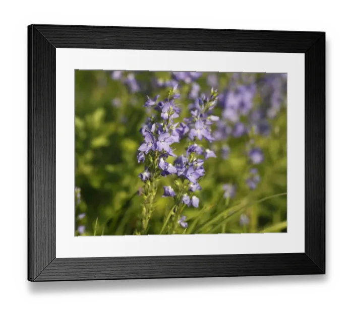 Framed Print : Large Speedwell (Veronica teucrium), Bavaria, Germany, Europe Framed Print : Large Speedwell (Veronica teucrium), Bavaria, Germany, Europe