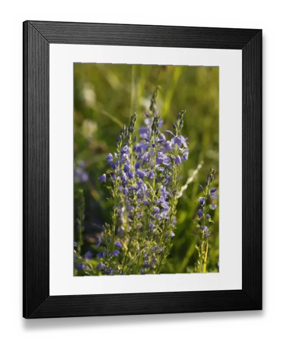 Framed Print : Large Speedwell (Veronica teucrium), Bavaria, Germany, Europe Framed Print : Large Speedwell (Veronica teucrium), Bavaria, Germany, Europe