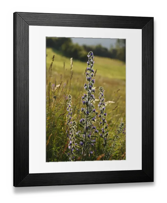 Framed Print : Vipers Bugloss (Echium vulgare), Walberla, Bavaria, Germany, Europe Framed Print : Vipers Bugloss (Echium vulgare), Walberla, Bavaria, Germany, Europe