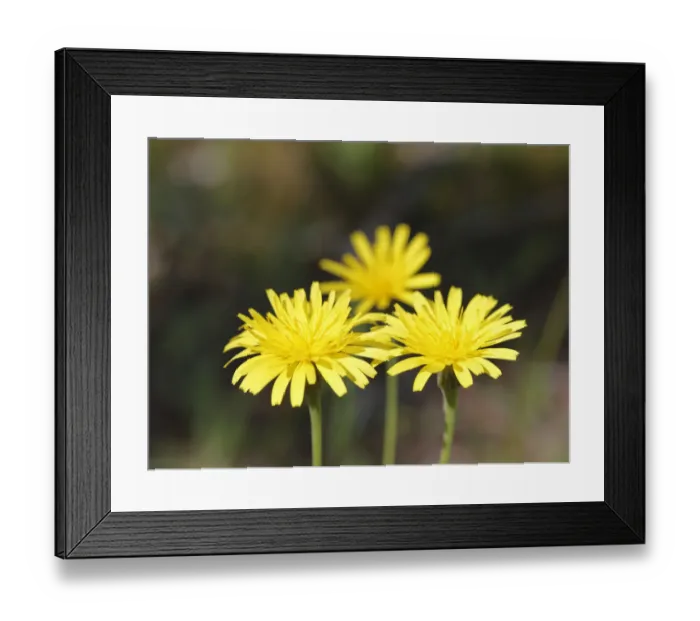Framed Print : Hawkweed (Hieracium sp), Bavaria, Germany, Europe