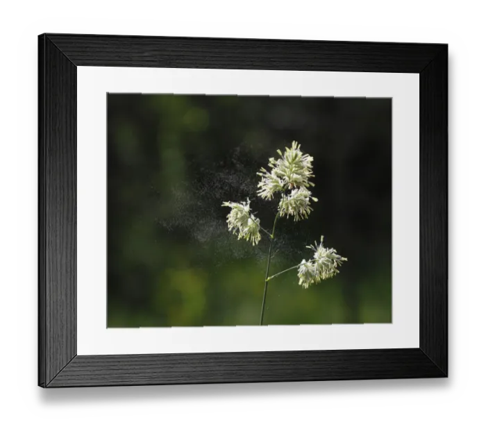 Framed Print : Cocks Foot or Orchard Grass (Dactylis glomerata) with flying pollen, Germany, Europe Framed Print : Cocks Foot or Orchard Grass (Dactylis glomerata) with flying pollen, Germany, Europe
