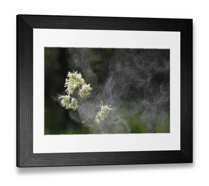 Framed Print : Cocks Foot or Orchard Grass (Dactylis glomerata) with flying pollen, Germany, Europe Framed Print : Cocks Foot or Orchard Grass (Dactylis glomerata) with flying pollen, Germany, Europe
