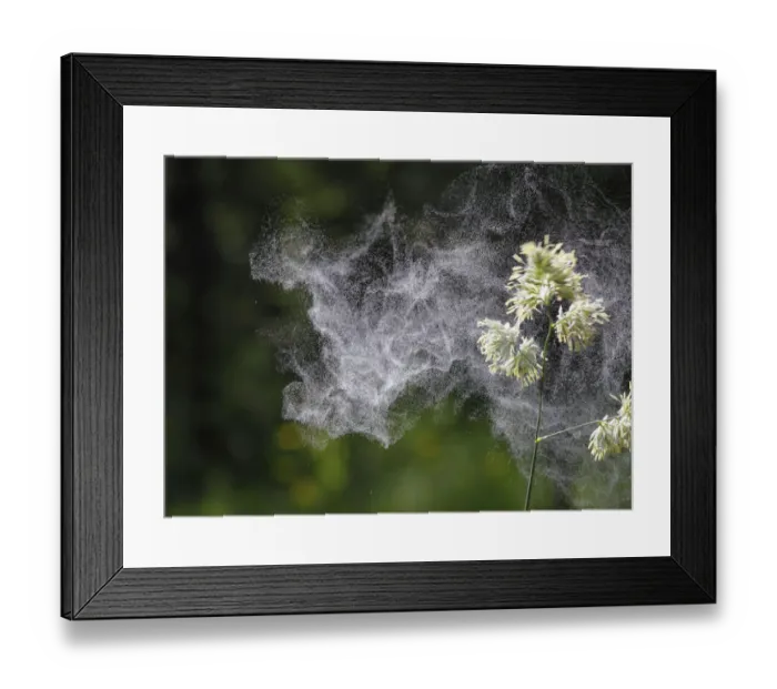Framed Print : Cocks Foot or Orchard Grass (Dactylis glomerata) with flying pollen, Germany, Europe Framed Print : Cocks Foot or Orchard Grass (Dactylis glomerata) with flying pollen, Germany, Europe