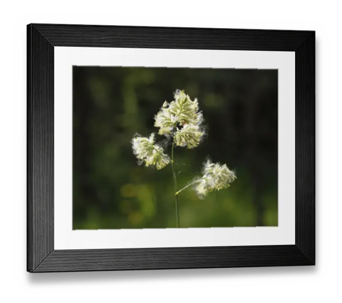 Framed Print : Cocks Foot or Orchard Grass (Dactylis glomerata), Germany, Europe Framed Print : Cocks Foot or Orchard Grass (Dactylis glomerata), Germany, Europe