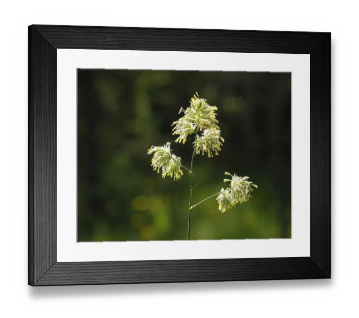 Framed Print : Cocks Foot or Orchard Grass (Dactylis glomerata), Germany, Europe Framed Print : Cocks Foot or Orchard Grass (Dactylis glomerata), Germany, Europe