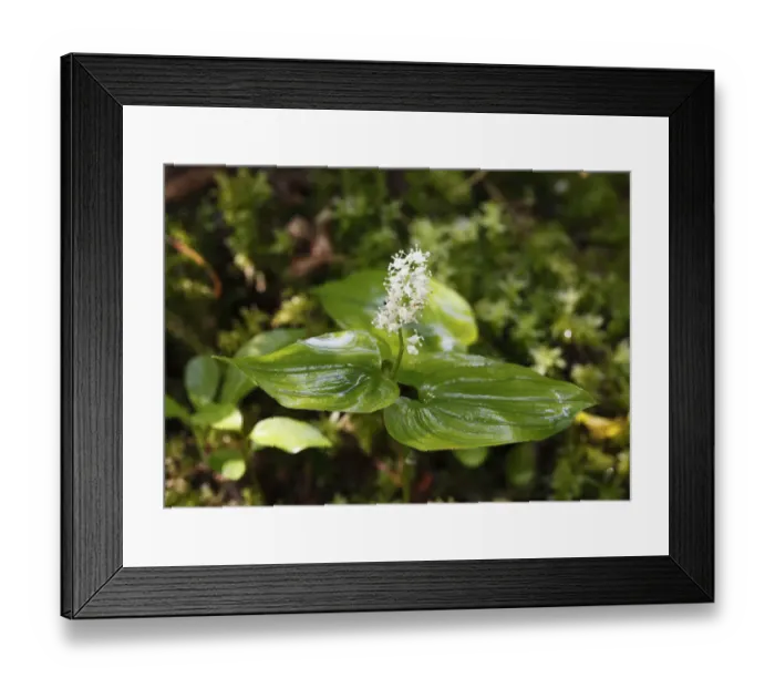 Framed Print : May Lily (Maianthemum bifolium), Germany, Europe Framed Print : May Lily (Maianthemum bifolium), Germany, Europe